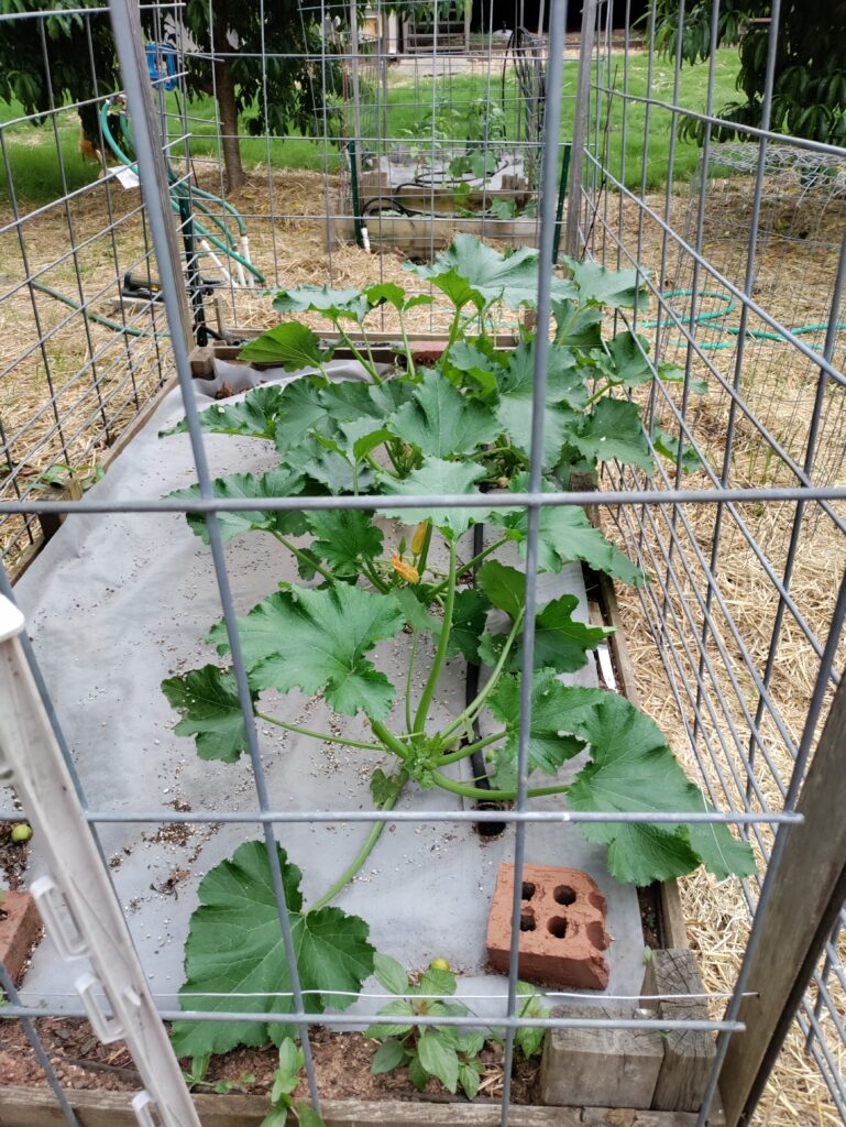Zucchini plants growing in a raised bed with hog panel fencing.