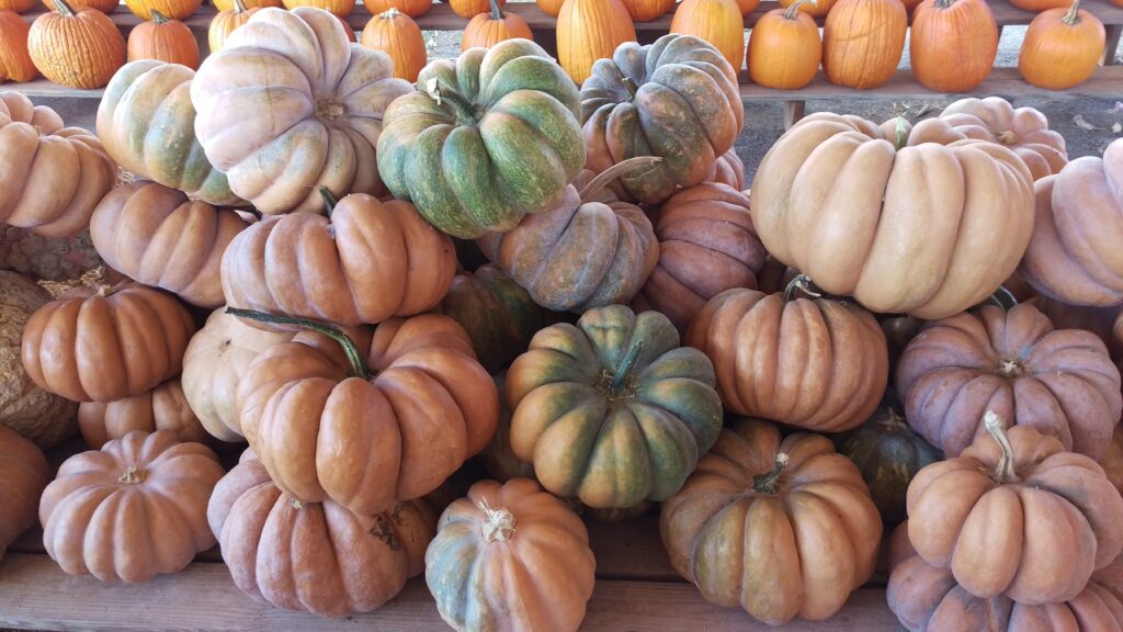 A pile of gourd-like pumpkins at a local farm